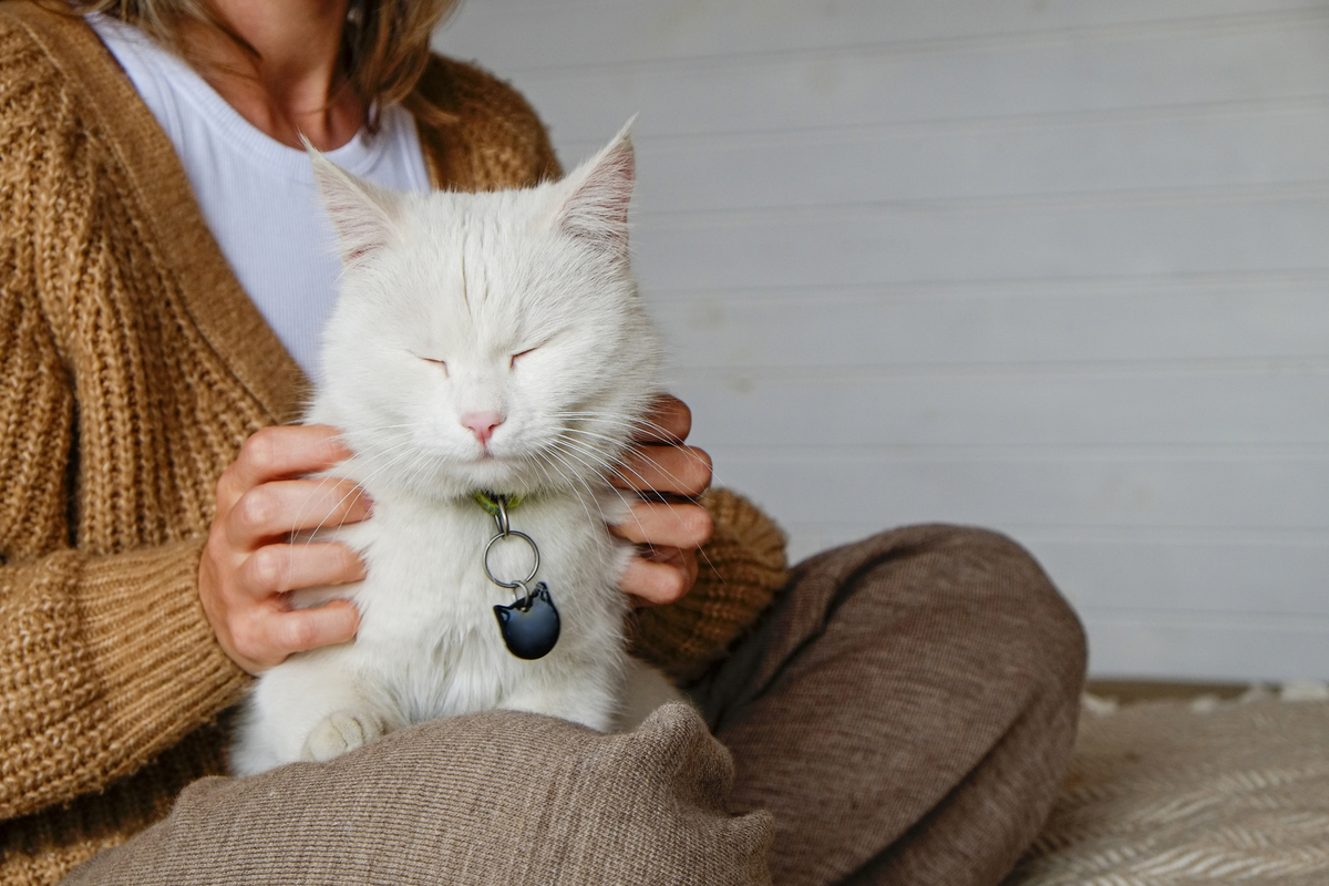 Portrait of young woman holding cute white turkish angora cat